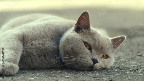 Gray domestic cat lying peacefully on the ground with its head resting down and looking calmly ahead. Intimate close-up portrait with soft natural light, shallow depth of field and a cinematic vintage