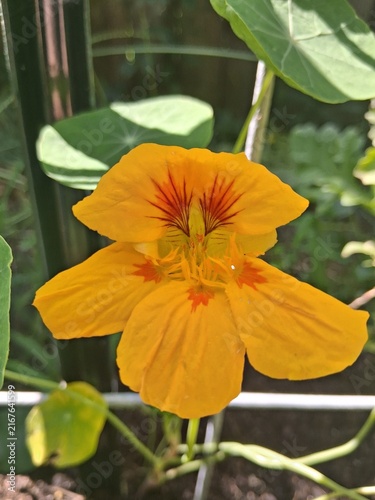 Konstfotografi Nasturtium Flower