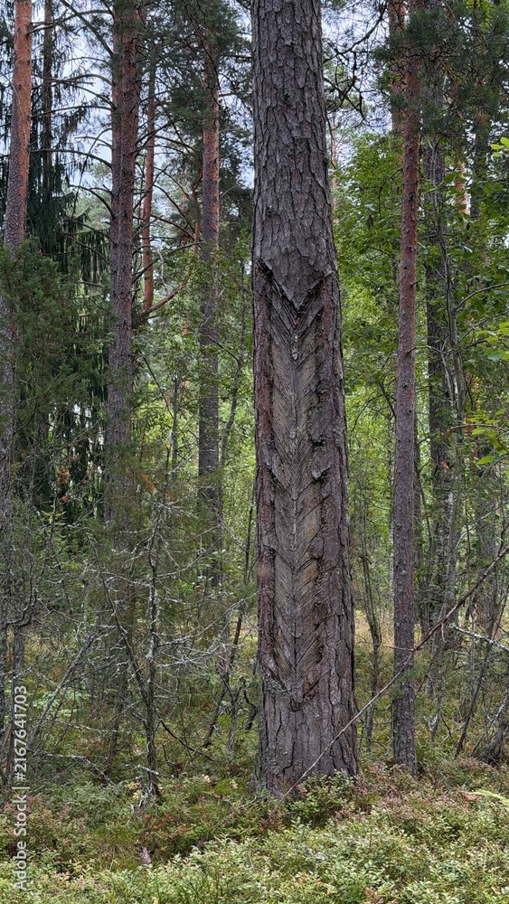 Fototapeta premium A tall pine tree marked with historical V-shaped resin tapping cuts stands in a dense, green coniferous forest. The woodland floor is covered with moss and wild plants.