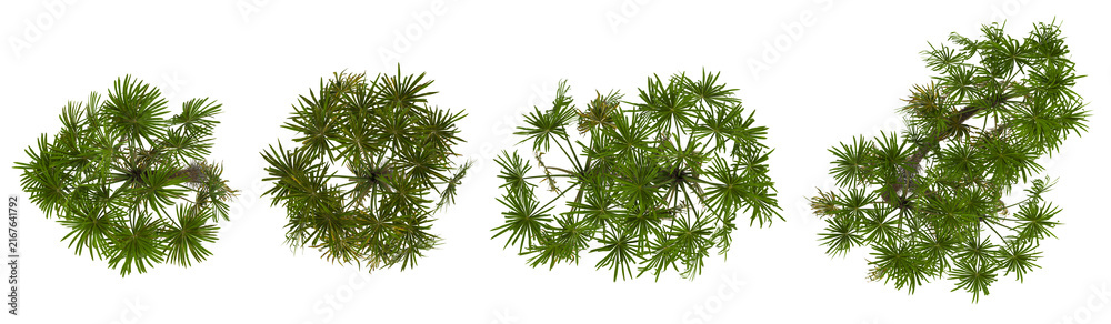 Fototapeta premium Set of Cryosophila trees on transparent background from the top view