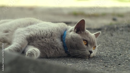 Gray domestic cat with striking amber eyes lying on the ground and watching attentively outdoors. Cinematic close-up pet portrait captured in soft natural light with shallow depth of field and a