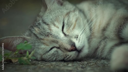 Peaceful domestic cat sleeping outdoors while lying comfortably on the ground with closed eyes. Intimate close-up portrait captured in soft natural light with shallow depth of field and a cinematic