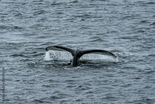 Rear view of a Humpback Whale (Megaptera novaeangliae) Tail fluke, Yankee Harbour, Greenwich Island, South Shetland Islands, Antarctica