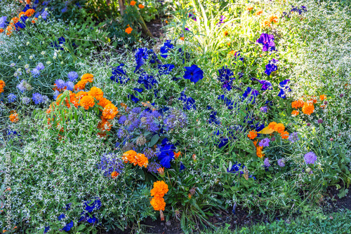Colorful flowers bloom in a garden during summer in a vibrant garden setting