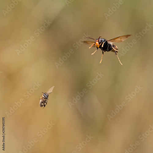 Obraz na plátně Asiatische Hornisse bei der Bienenjagd (Vespa velutina