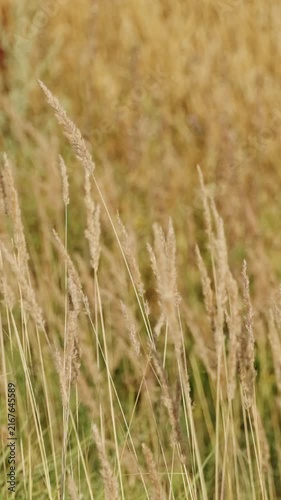 Golden wheat field swaying gently in the wind, close-up view of ripe wheat ears moving naturally in soft summer breeze. Agricultural crop and rural landscape concept.