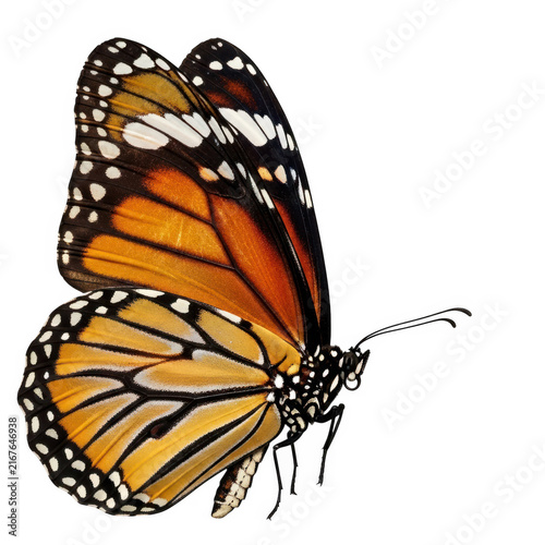 Orange and black butterfly flying close-up