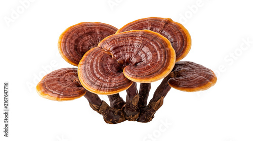 Konstfotografi Lingzhi reishi mushrooms cluster with glossy brown caps and stems isolated on transparent background