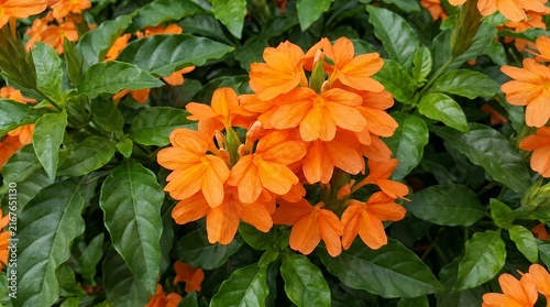 Vibrant Firecracker Tropical Flower in Full Bloom Displaying Vivid Orange Petals and Fresh Green Leaves Closeup firecracker flower bloom blooming tropical vivid bright orange petal flora botanical