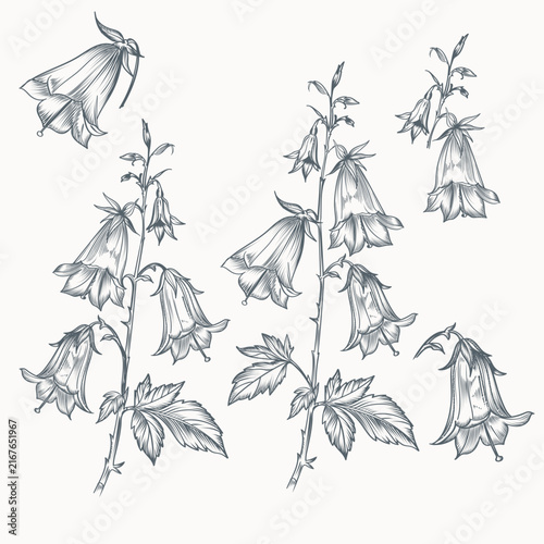 Vintage Bellflower Botanical Illustration Set. Hand Drawn Wildflower Floral Collection