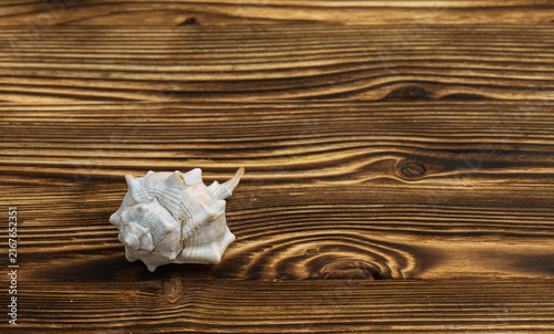 Canvas Print Single seashell on a rustic wooden background with negative space