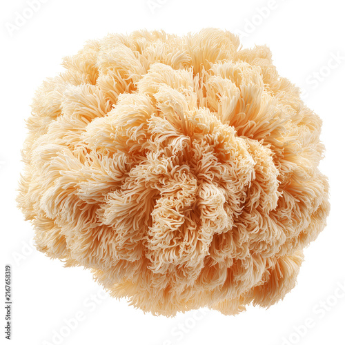Lions mane mushroom isolated on white background with clipping path, presenting concept of nootropic superfood and brain health