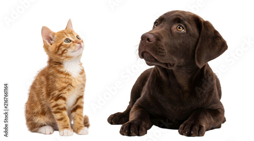 Cute puppy and kitten looking up together, transparent background friendly pets
