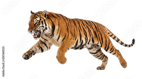 Ferocious Bengal tiger running, transparent background wild animal