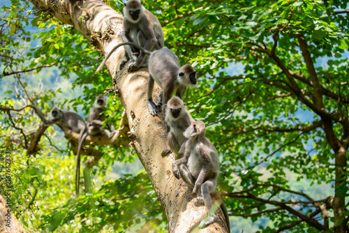 Photography Gray hanuman langurs on a tree