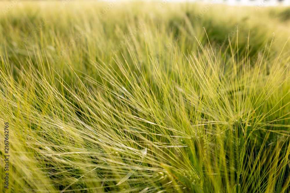 Fototapeta premium field of wheat during summer