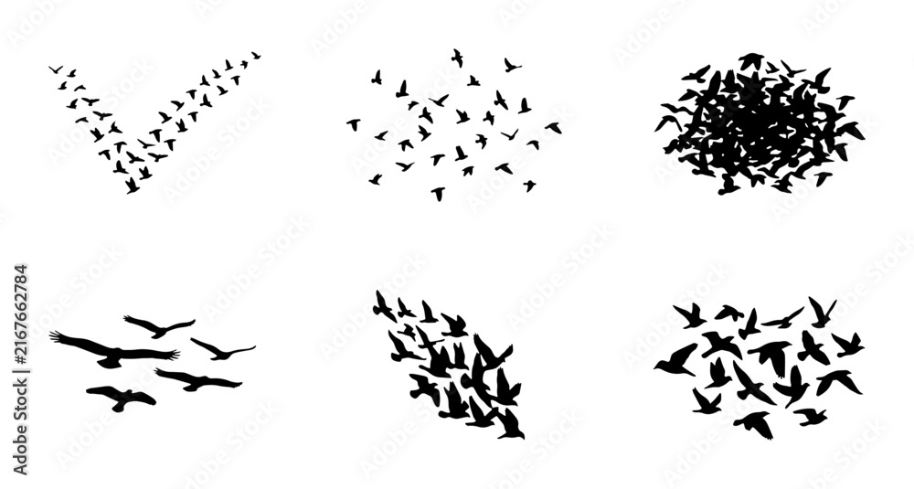 Obraz premium Flock of Birds Vector Silhouettes, V Formation, Swarm, Migration Patterns, Animal Graphics