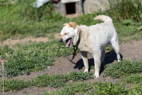 Foto a chained domestic dog in a dirt yard
