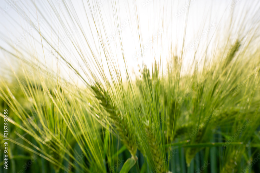 Fototapeta premium field of wheat during summer