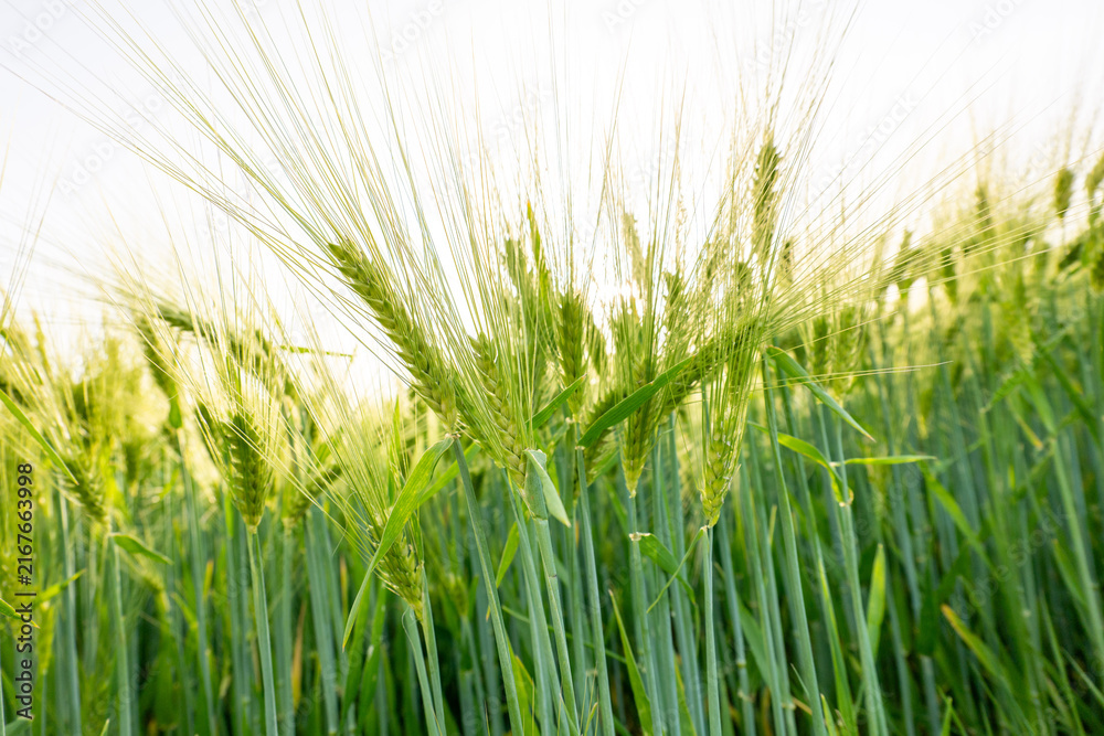 Obraz premium field of wheat during summer
