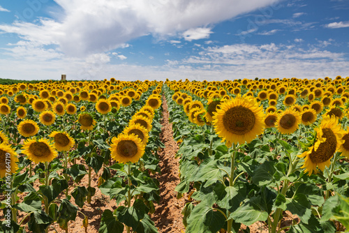 Foto Field of blooming sunflowers under blue sky in rueda