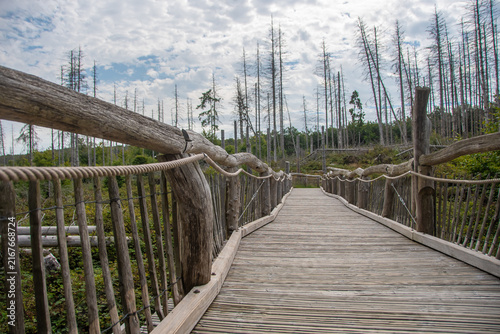 Wooden footbridge through the forest in Kermeter, Eifel, Germany