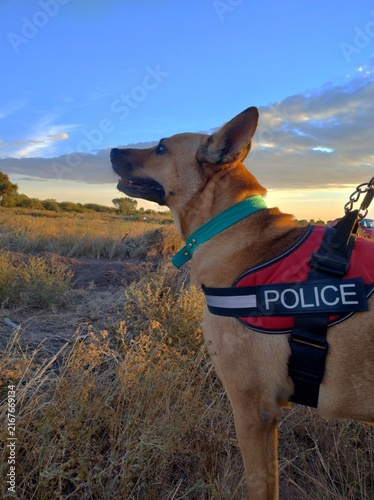 Plakat perro atardecer