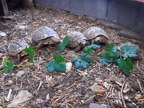 Un gruppetto di tartarughe schierate si nutre di foglie di vite.