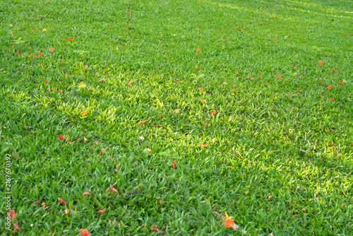 Fresh green lawn covered with scattered red flower petals in a tropical garden during soft daylight, creating a natural outdoor background for landscaping, spring, ecology and peaceful park themes.