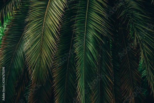 Canvastavla Lush green palm leaves in a tropical forest setting.