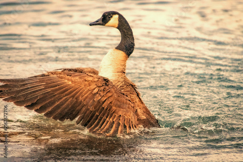 Foto Canada goose (Branta canadensis) bathing, lake Ontario, Canada