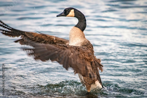 Canada goose (Branta canadensis) bathing, lake Ontario, Canada