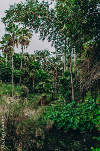 Foto Lush tropical forest with diverse greenery and palm trees creating a dense natural habitat