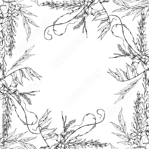 Wisteria, locust tree blossoms, graceful vine tendrils, twisted old branches, feathered foliage. Isolated botanical frame hand drawn in vector ink. Certificate, menu borders, floral craft projects
