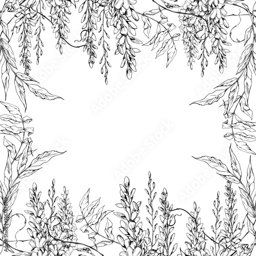 Cascading wisteria glycine flower racemes, laburnum vines, legume creeping plants foliage. Romantic floral square frame isolated illustration hand drawn in vector ink. Wedding stationery, monograms