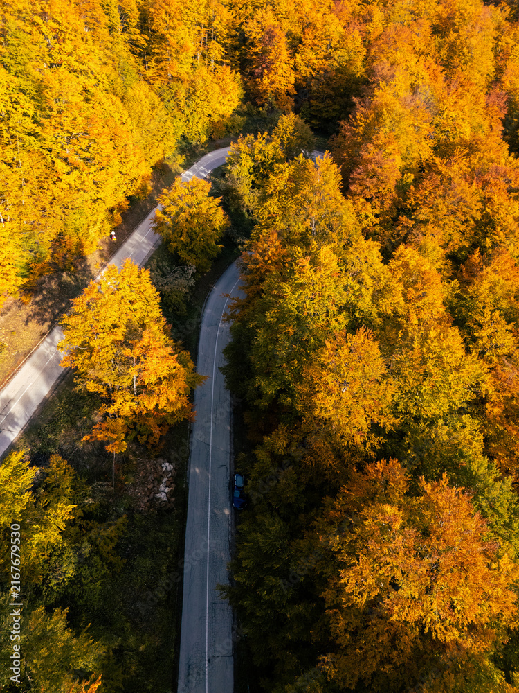 Fototapeta premium Drone perspective of a winding serpentine forest road during peak autumn foliage season