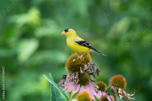 American Goldfinch Summer Male