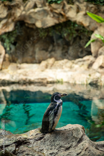 Bild auf Leinwand Humboldt penguin standing on rock by clear blue water in natural habitat