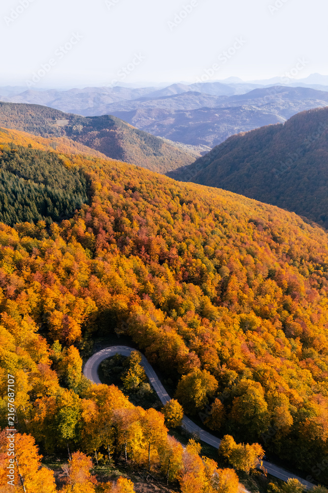 Fototapeta premium Drone perspective of a winding serpentine forest road during peak autumn foliage season