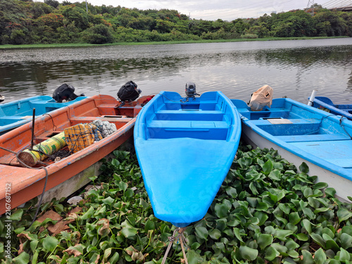 Canvastavla Colorful wooden motor boats docked along a riverbank covered in green water hyac