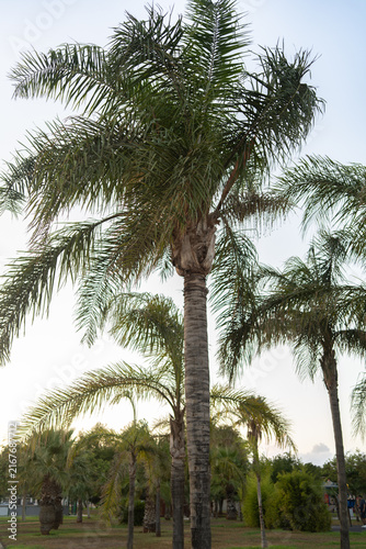 Palmeras en un parque público