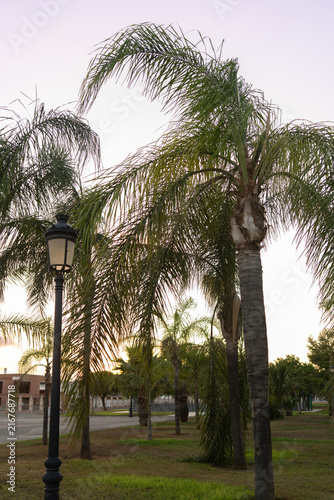 Palmeras en un parque público