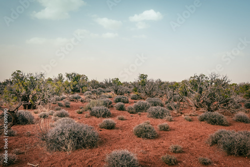 Canvastavla Arid desert landscape with shrubs