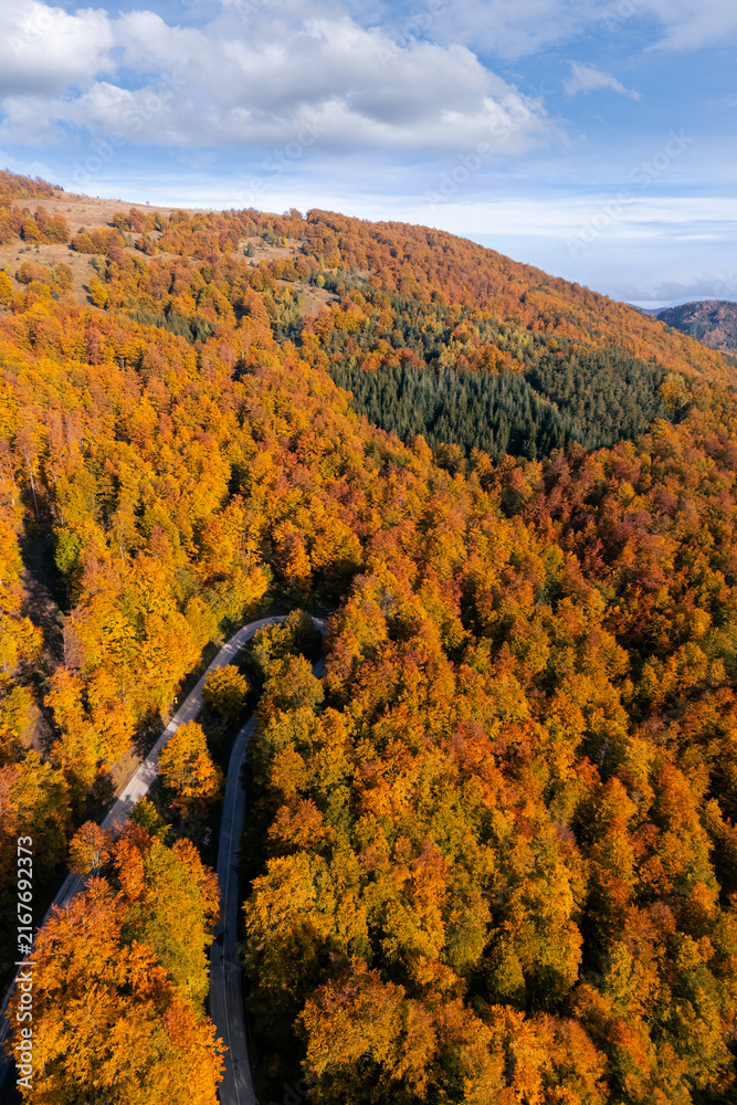 Fototapeta premium Drone perspective of a winding serpentine forest road during peak autumn foliage season