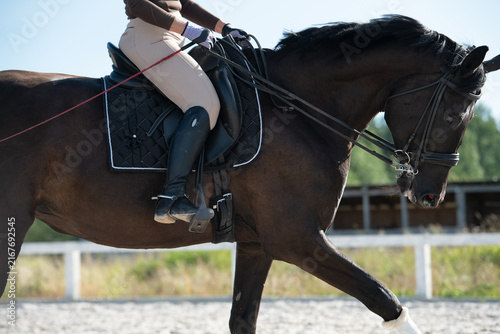 Fotografie portrait of black beautiful dressage horse with rider working at manege at sunny day