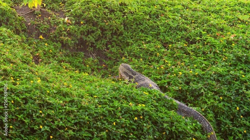 Asian water monitor lizard eating fish among lush green plant foliage with yellow flowers in natural sunlight, outdoor wildlife nature