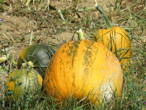 Pumpkins on the ground in Romania