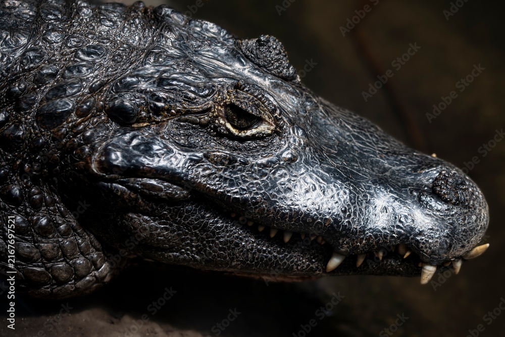 Fototapeta premium Closeup of a Yacare Caiman (Caiman yacare)