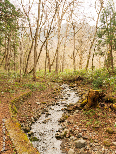 Vertical Woodland Stream With Bare Trees and Moss