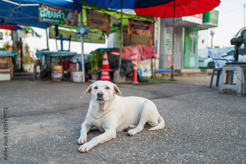 White Dog Resting On Urban Street Lifestyle Detail